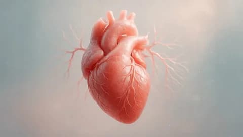 Le coeur et son fonctionnement